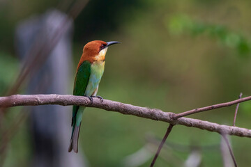 A chesnut-headed bee-eater in nature