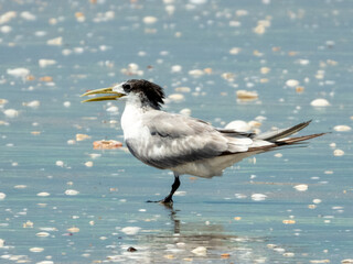 Crested Tern (Thalasseus bergii) in Australia