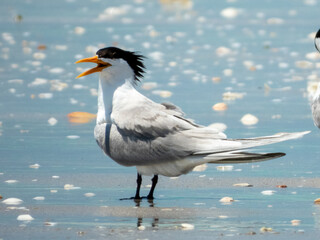 Lesser Crested Tern (Sterna bengalensis) in Australia