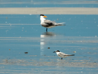 Little Tern (Sterna albifrons) in Australia
