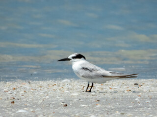 Little Tern (Sterna albifrons) in Australia
