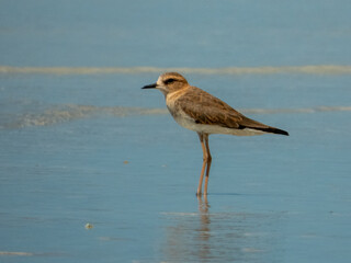 Fototapeta premium Oriental Plover (Anarhynchus veredus) in Australia