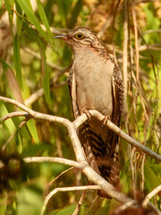 Pallid Cuckoo (Cuculus pallidus) in Australia