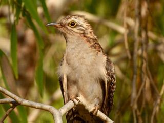 Pallid Cuckoo (Cuculus pallidus) in Australia