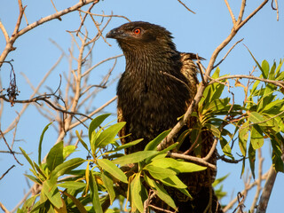 Pheasant Coucal (Centropus phasianinus) in Australia