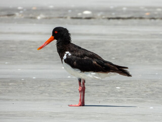 Pied Oystercatcher (Haematopus longirostris) in Australia