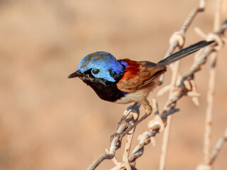 Purple-backed Fairywren (Malurus assimilis) in Australia