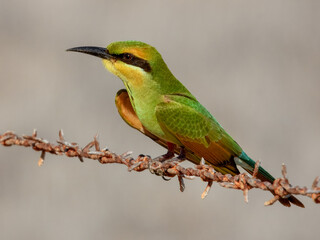 Rainbow Bee-eater (Merops ornatus) in Australia