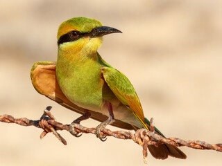 Rainbow Bee-eater (Merops ornatus) in Australia