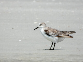 Sanderling (Calidris alba) in Australia