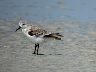 Sanderling (Calidris alba) in Australia