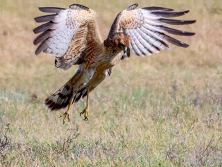 Spotted Harrier (Circus assimilis) in Australia