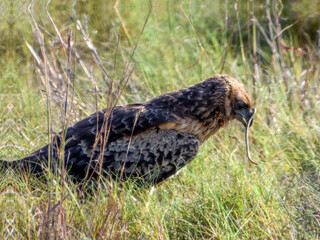 Spotted Harrier (Circus assimilis) in Australia