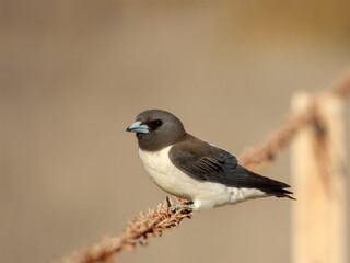 White-breasted Woodswallow (Artamus leucorynchus) in Australia