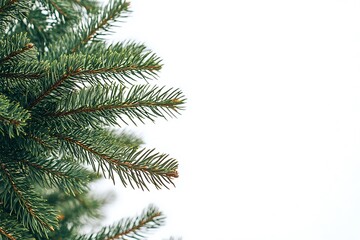 Douglas Fir isolated on white background, close up