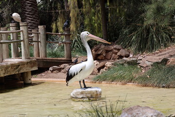 close-up single (solo) large white and black pelican standing on a rock in a pond (lake) in profile beside a wooden (wood) dock (pier)