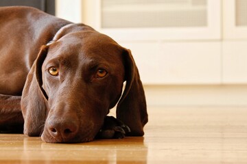 German short-haired pointer staring at camera