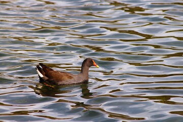 duck on the shimmery water