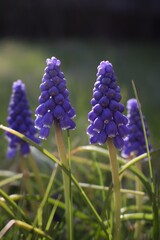 Tiny purple flowers on the grass