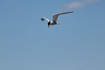 royal tern flying over a lake