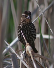 blackbird on a branch female