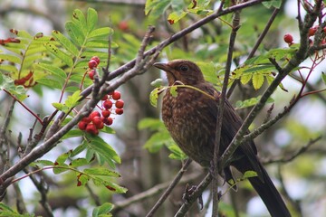 Robin eating berries in Scotland