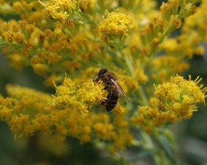 bee on a yellow flower