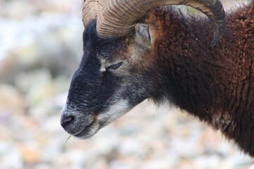 close up of a soay sheep