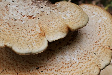 close up of large mushrooms