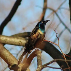 black capped kingfisher on branch