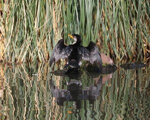 Cormorant sitting and sunning itself