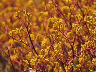 Kangaroo paw plant in Australia - yellow