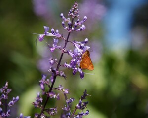 butterfly on purple flower in the summer