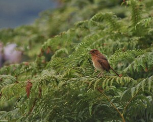 robin on a branch in scotland