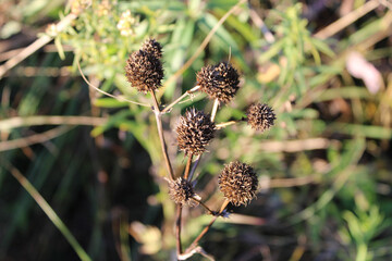Closeup of rattlesnake master seedheads at Wayside Woods in Morton Grove, Illinois