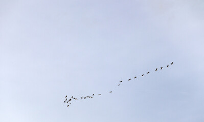 birds in the sky