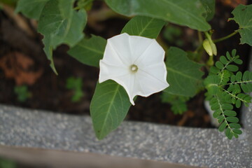 White flower on green leaves background
