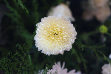 delicate arrangement of white flowers