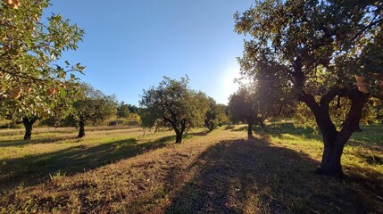 Fototapeta premium Serene Olive Grove at Sunset with Golden Light Filtering Through Vibrant Green Leaves, Evoking a Peaceful Countryside Scene Perfect for Nature Lovers