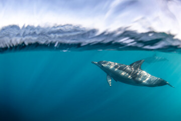 A graceful pod of common dolphins glides through the clear, blue waters off the coast of New South Wales, Australia, showcasing the harmony of ocean life.