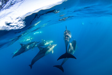 A graceful pod of common dolphins glides through the clear, blue waters off the coast of New South Wales, Australia, showcasing the harmony of ocean life.