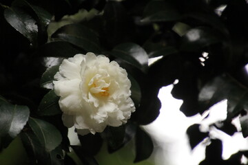 白いサザンカの花一輪