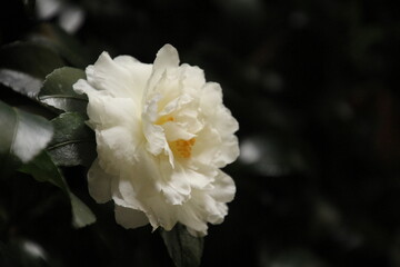 白いサザンカの花一輪