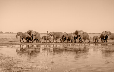 Border Crossing, Elephant Herd