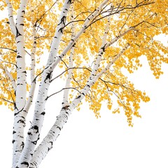 Ellow birch tree isolated on white background, close up