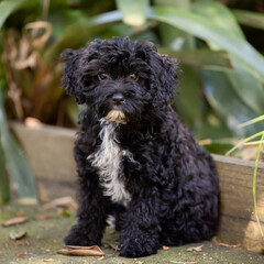 Black and white cavoodle puppy in front of garden
