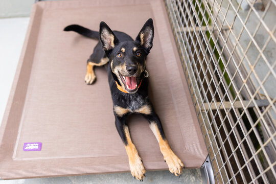Australian kelpie in kennel