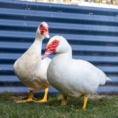 White muscovy ducks in front of blue Colorbond fence