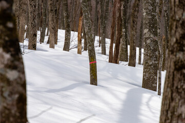 厳冬期の鳥取県伯耆大山夏山登山道にてマークされたブナを見る