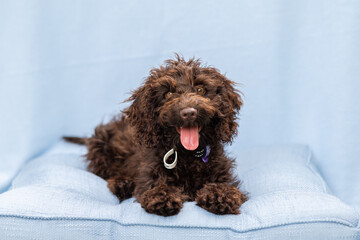 Smiling chocolate cavoodle on blue bed and background